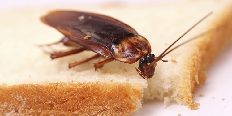 Manage Pest infestations In Your House Simply And Efficiently With These Top Tips
