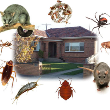 Handle Unwanted pests At Your Residence Easily And Quickly With One Of These Top Tips 