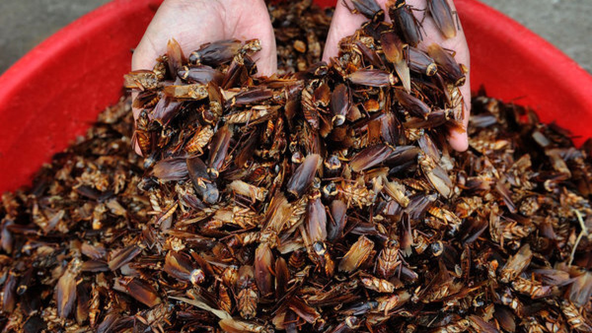 7 Reasons You Must Completely Get Rid of Cockroaches in Your Home ...