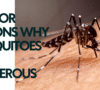 6 Major Reasons Why Mosquitoes Are Dangerous