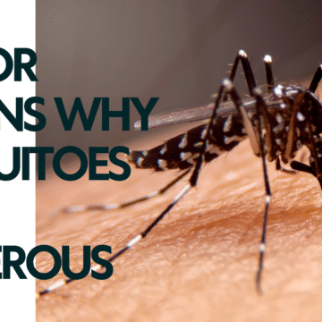 6 Major Reasons Why Mosquitoes Are Dangerous 