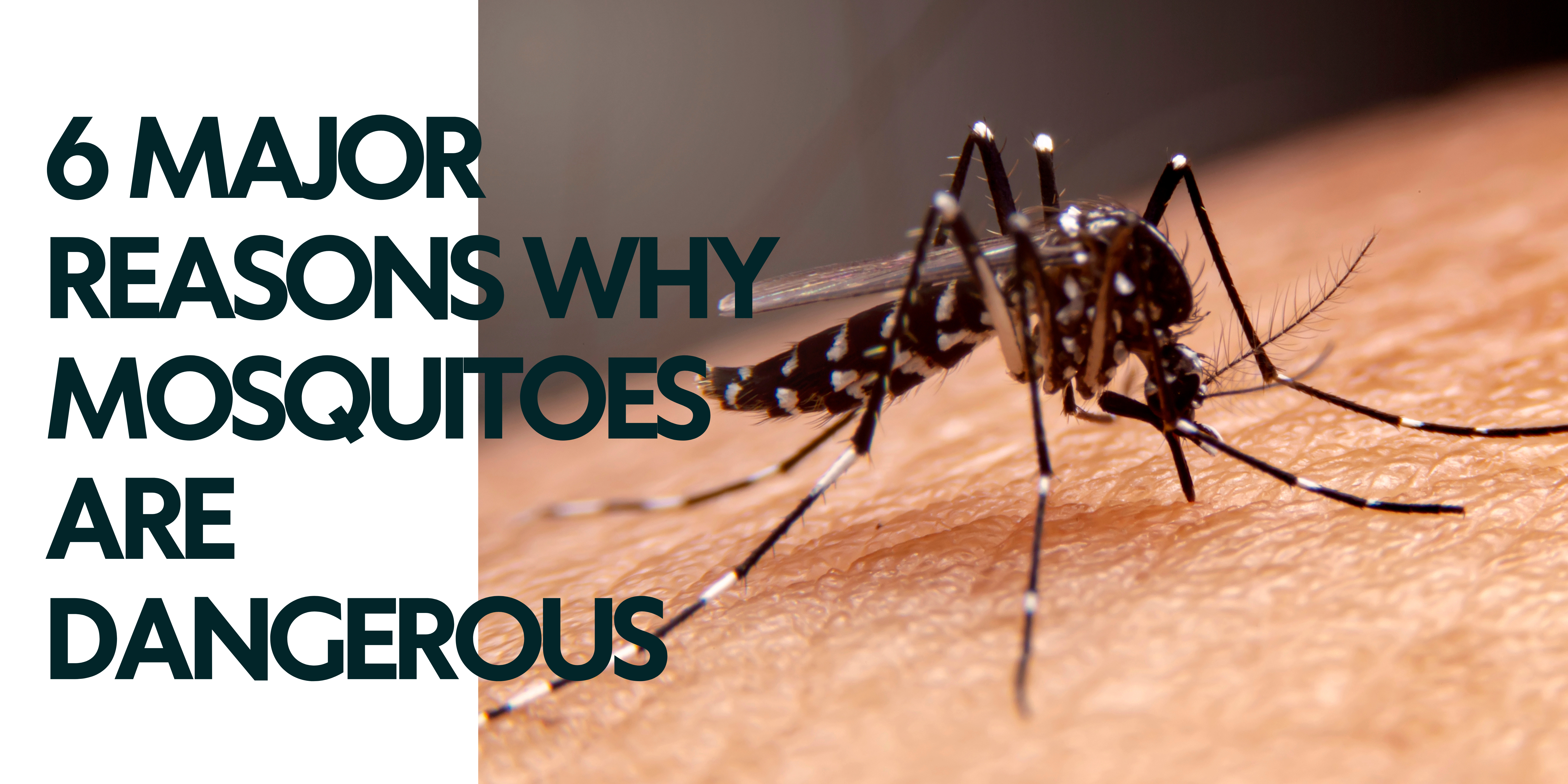 6 Major Reasons Why Mosquitoes Are Dangerous