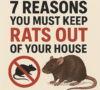 7 Reasons You Must Keep Rats Out of Your House