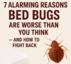 7 Alarming Reasons Bed Bugs Are Worse Than You Think — And How to Fight Back