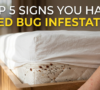 Top 5 Signs You Have Bed Bug Infestation in Your Home