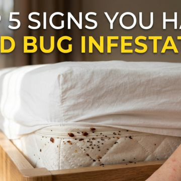 Top 5 Signs You Have Bed Bug Infestation in Your Home 